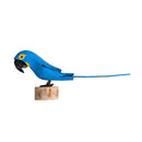 ARARA AZUL NO TOQUINHO