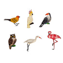 KIT IMÃ 6 AVES RARAS